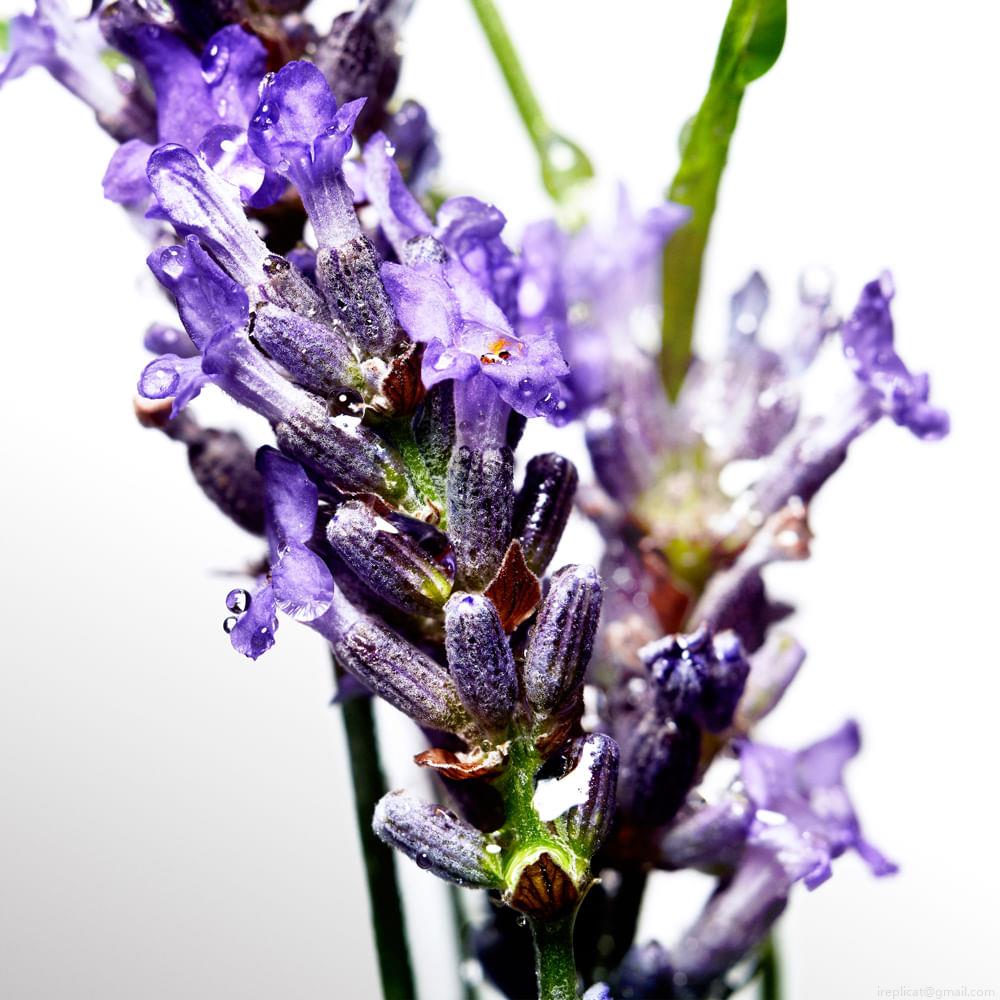 Perfume Davidoff Cool Water Eau de Toilette Masculino 40 ml Perfume Davidoff Cool Water Eau de Toilette Masculino 40 ml